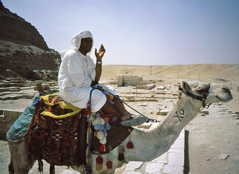 Camel at Saqqara